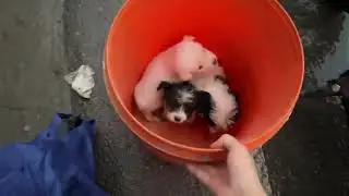 赶集回来的路上捡了三只被丢弃的奶狗狗 小姥姥的工作量又加大了 #田园犬 #狸花猫
