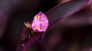 La VIDA reflejada en en las PLANTAS