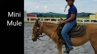 Misty Mini Mule Broke to Ride and Drive