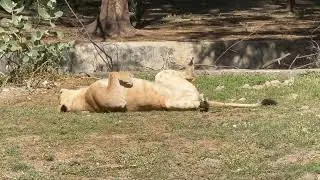 Asian lion family #indorezoo #youtube #trending #