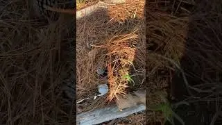 Digging up forgotten garlic gold