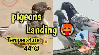 pigeons Landing 🥵🔥 || Temperature 🌡️ 44&deg;&copy; || hard pigeons Landing 🥵 🔥