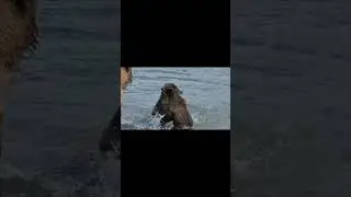 Bear Cubs Fight 🐻🐻 | Playing & Fighting for Fish #shorts