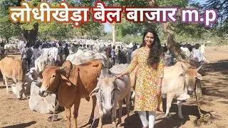 Bail Bazaar lodhikheda sausar M. P ✅🔝 बैल बाजार नागपुर महाराष्ट्र ।। बैल बाजार लोधीखेड़ा । टॉप बैल 👀👀