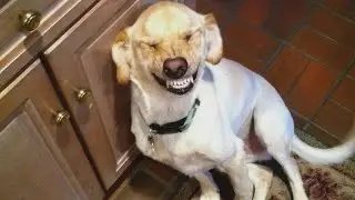 Самые смешные видео с животными 😂 Когда питомцы показывают свою самую глупую сторону 😹