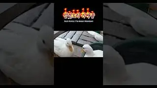 🪿👊 암컷오리 기싸움 | Duck Drama #shorts