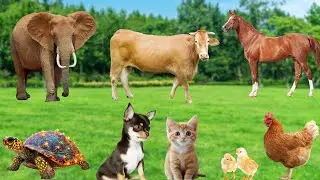 Cute little animals - Dog, cat, chicken, elephant, cow, tortoise - Animal sounds