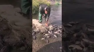 Primitive life, Simple life,Food Life, EP133,#fypage,#catchingfish, #fishing,#handfishing,