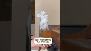 🥲 настоящая LEGO жизнь #legofans #legomeme #memes