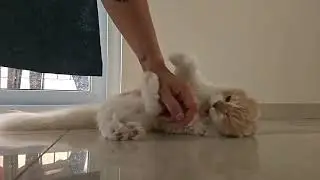 Cat attacking dad&rsquo;s hand in slow motion 😹 | Mizuki
