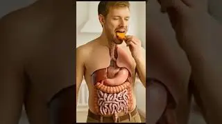 How Your Body Digests a Fried Snack 🍗 | Ultra-Real 3D Human Digestive System | Anatomy Arts 3D