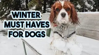 WHY DOGS NEED WINTER BOOTS // Keep your dog dry and safe this winter // Vessi shoes giveaway