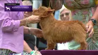 Norwich Terriers |  Breed Judging 2022