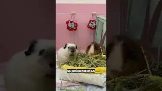 Why Guinea Pigs Prefer Calm Environments?