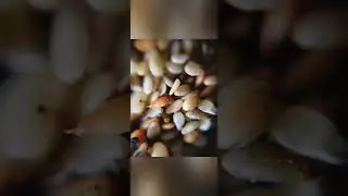 macro photography #shortsfeed #youtubeshorts #mobilephotography #macro #shorts