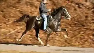 Speck's Mountain Boy Speed Racking Horse