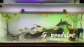 Comunity tank ( Come tank ) tankmate  chf bawal hias thin bar redhook factiatus