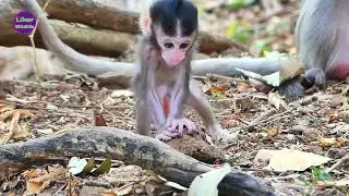 Cute Little Baby Monkey Rambo hug Mama drink milk saturated before learning to walk by himself