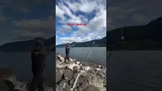 Plunking for spring salmon in the drano lake Wa #pnw #fishing #outdoors #river #salmon