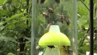 1 Million Stink Bugs!!