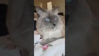 Calm cat | Cat guitar 🎸😹| funny cat videos #shorts #guitar #catvideos #funnycatvideos #funnycat #cat