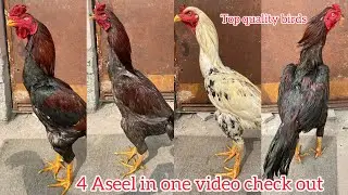 4 Aseel bird in one video call 6302422163 top quality Aseel available 