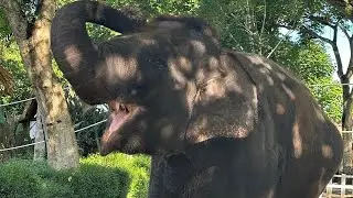 Bali Zoo 2025 | Complete Animal & Nature Walk (No Music) Walking Tour / No Music / 4K / Relaxing