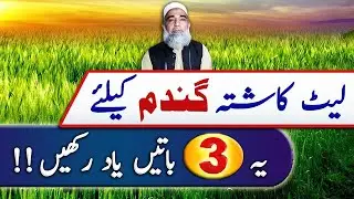 Important instructions for Late sown wheat crop || Crop Reformer