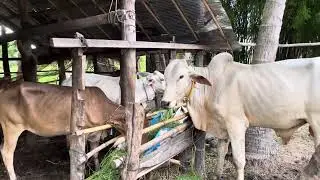 Bucows - Cambodia animals Cows, bull, cattle, …… (cross mating)