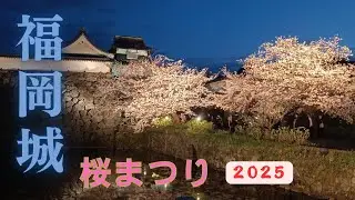 【Aivis-Speech】2025 福岡城桜まつりの振り返り動画に成ります。