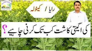 When to cultivate Raya and Canola|رایا اور کینولا کی کاشت کب کریں۔