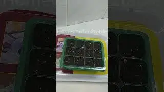 Dwarf cherry pot tomato sowing