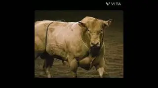 Top 5 most dangerous bull in the world  😎 // #shorts #top5 #facts #india  #youtubeshorts