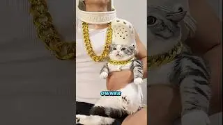 This Fashion Icon Cat Made Owner Her Accessory #Wholesome #CuteCat #funnycat #CatLover #CatFashion