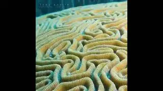 Brain corals, their life span is 900 years
