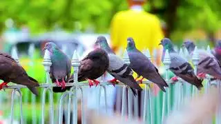 8K HDR Pigeon Footage | Stunning Pigeons in Dolby Vision Ultra HD