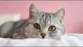 Playlist(cat purring) - Adorable Cats Snuggling Together 🐱❤️