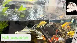 Fish Aquarium |Muscat|Oman|