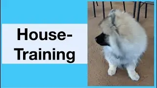 Quick House Training Plan for Dogs