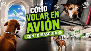 ✈️🐕 Gu&iacute;a completa: C&oacute;mo viajar con tu mascota en VivaAerob&uacute;s (&iexcl;sin estr&eacute;s!)