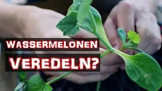 Wassermelonen veredeln - einfach und schnell | Wie veredelt man Wassermelonen?