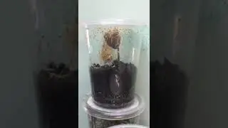Chinese Praying Mantis Egg Hatches