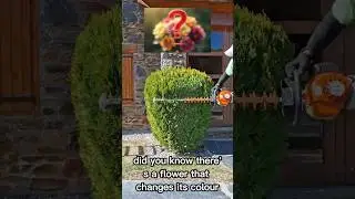Oddly Satisfying Topiary Transformation - Why Does This Flower Change Colors All Day? #garden