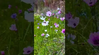 Flowers of Cyprus.