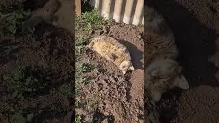 Barsik in the morning #catroutine  #catvideo #catsareawesome