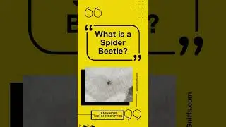 What is a Spider Beetle and Should I Be Worried?