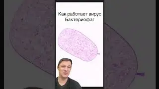 Как работает вирус бактериофаг | SMITUP | #shorts #егэ #биология #медицина