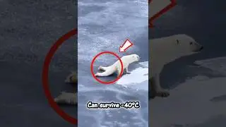 Animals That Survive Extreme Cold 🥶❄️ #extreme #animalfacts #amazingfacts #shorts #polarbear #fox
