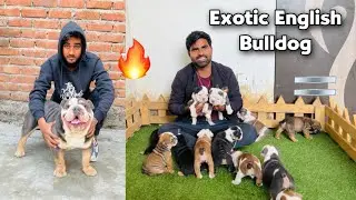 Exotic British Bulldogs in india | English Bulldogs | Import dog | english bulldogs kennel