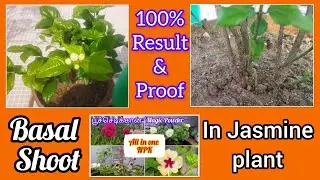 Result of Magic powder - All in one NPK | மல்லி செடியில் basal shoots வர இந்த உரம் குடுங்க #jasmine